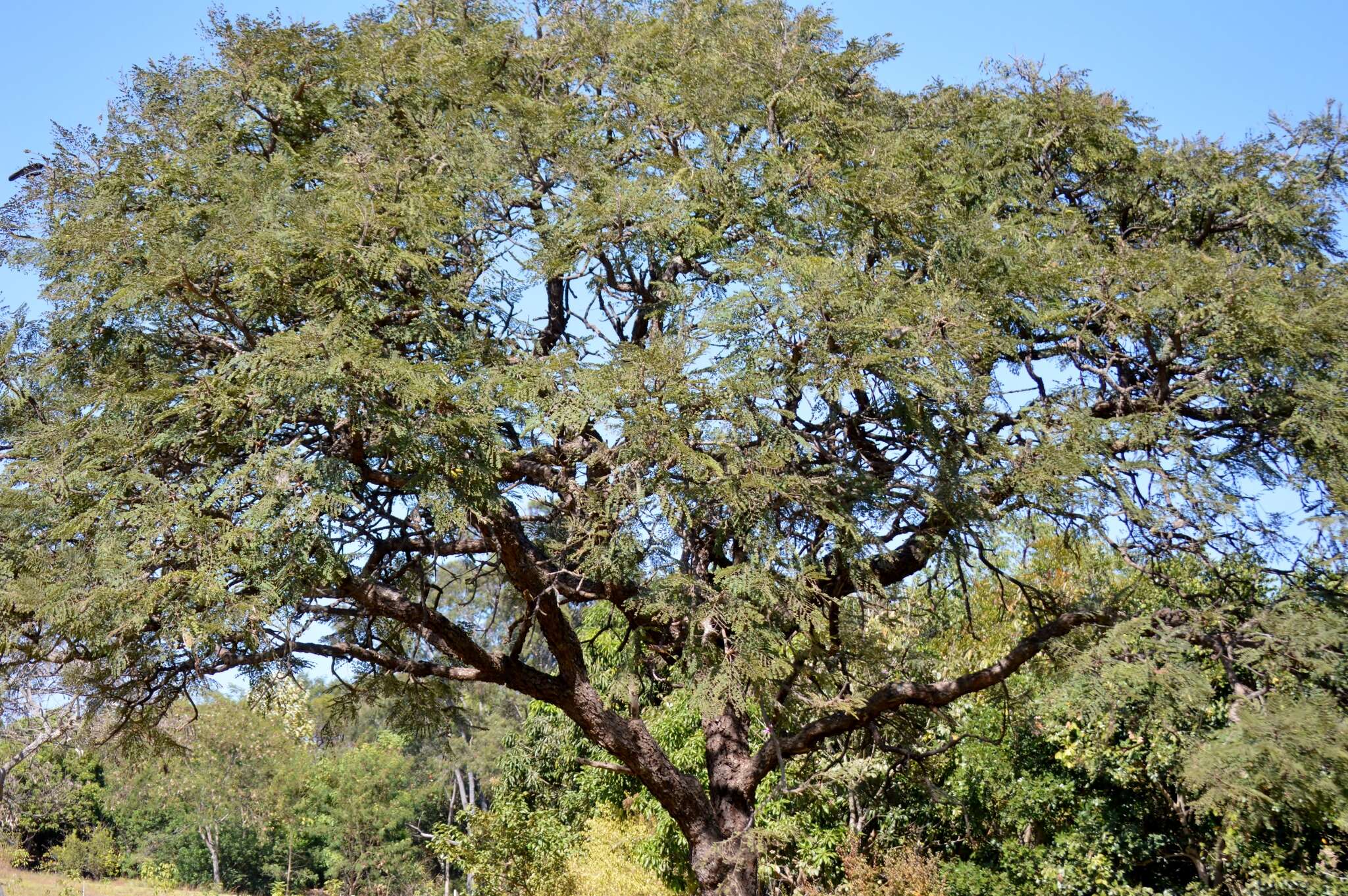 Image of Dimorphandra mollis Benth.