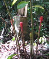 Image of Costus erythrocoryne K. Schum.