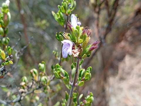 Plancia ëd Clinopodium chilense (Benth.) Govaerts