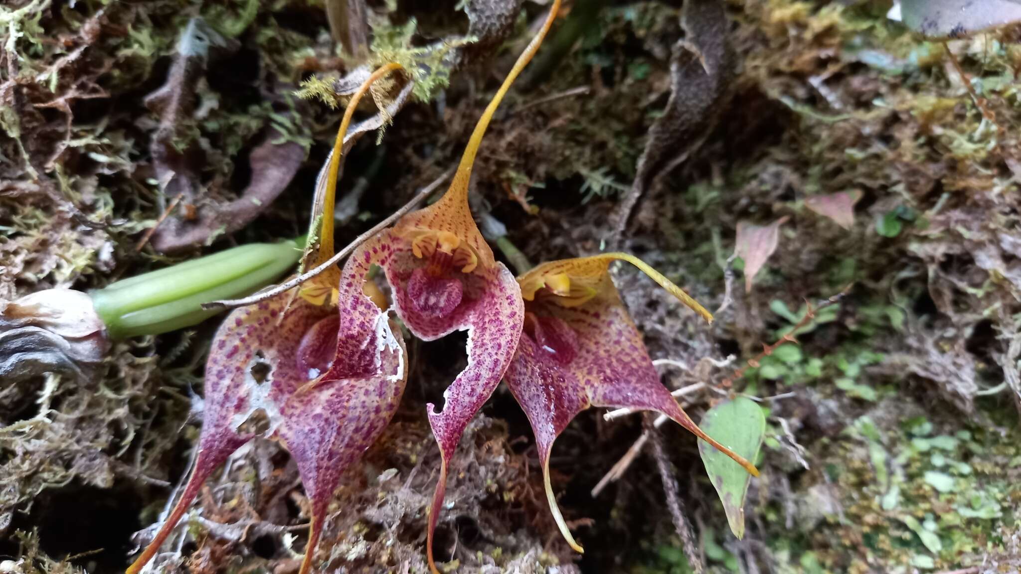 Imagem de Masdevallia angulata Rchb. fil.