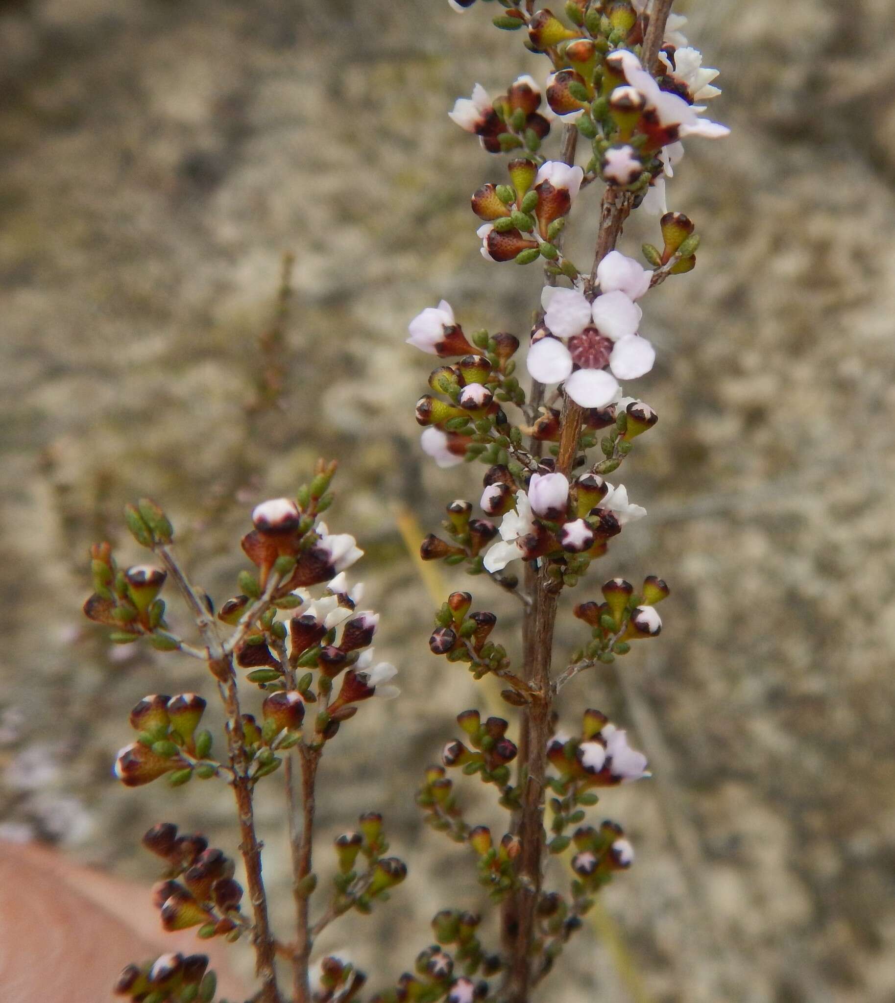 Image of Rinzia orientalis Rye