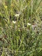 Image de Parnassia palustris var. parviflora (DC.) Boivin