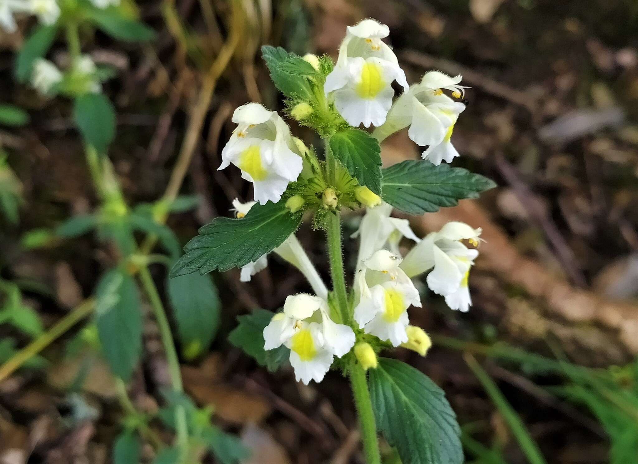 Image of Downy Hemp-nettle