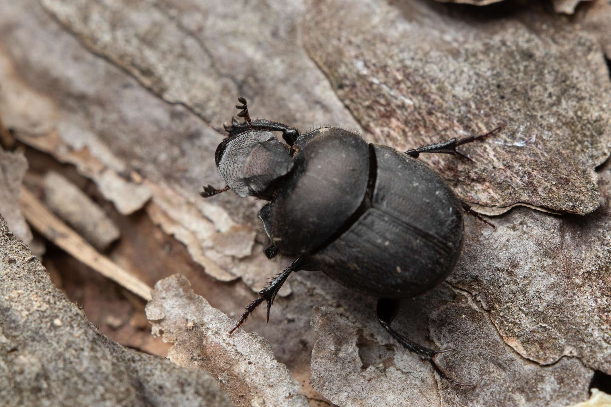 صورة Onthophagus (Palaeonthophagus) verticicornis (Laicharting 1781)