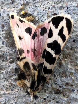 Image of Grammia geneura Strecker 1878