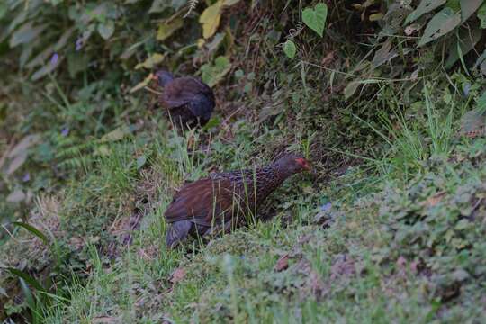 Image of Handsome Francolin