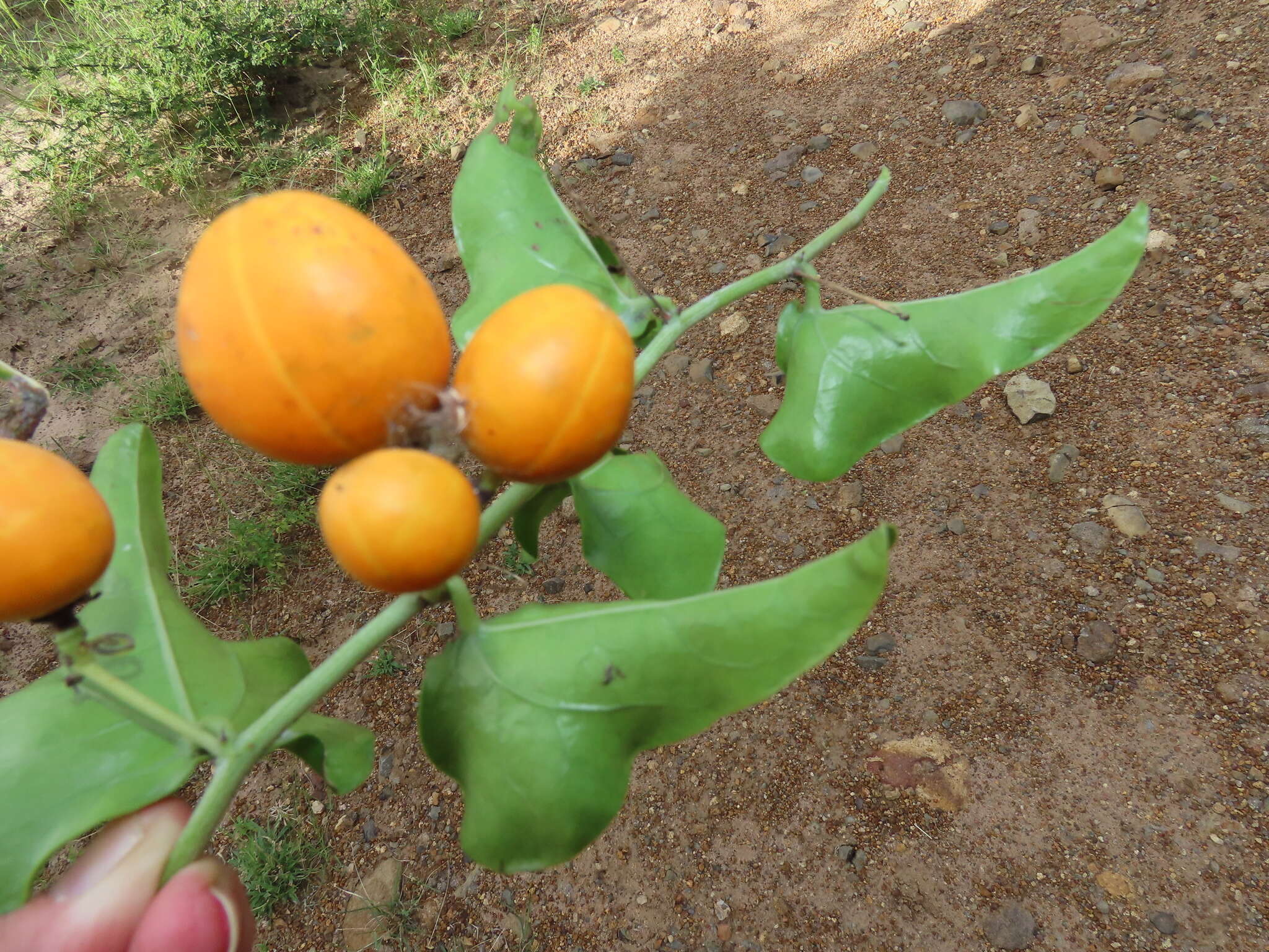 Image of Adenia hastata (Harv.) Schinz