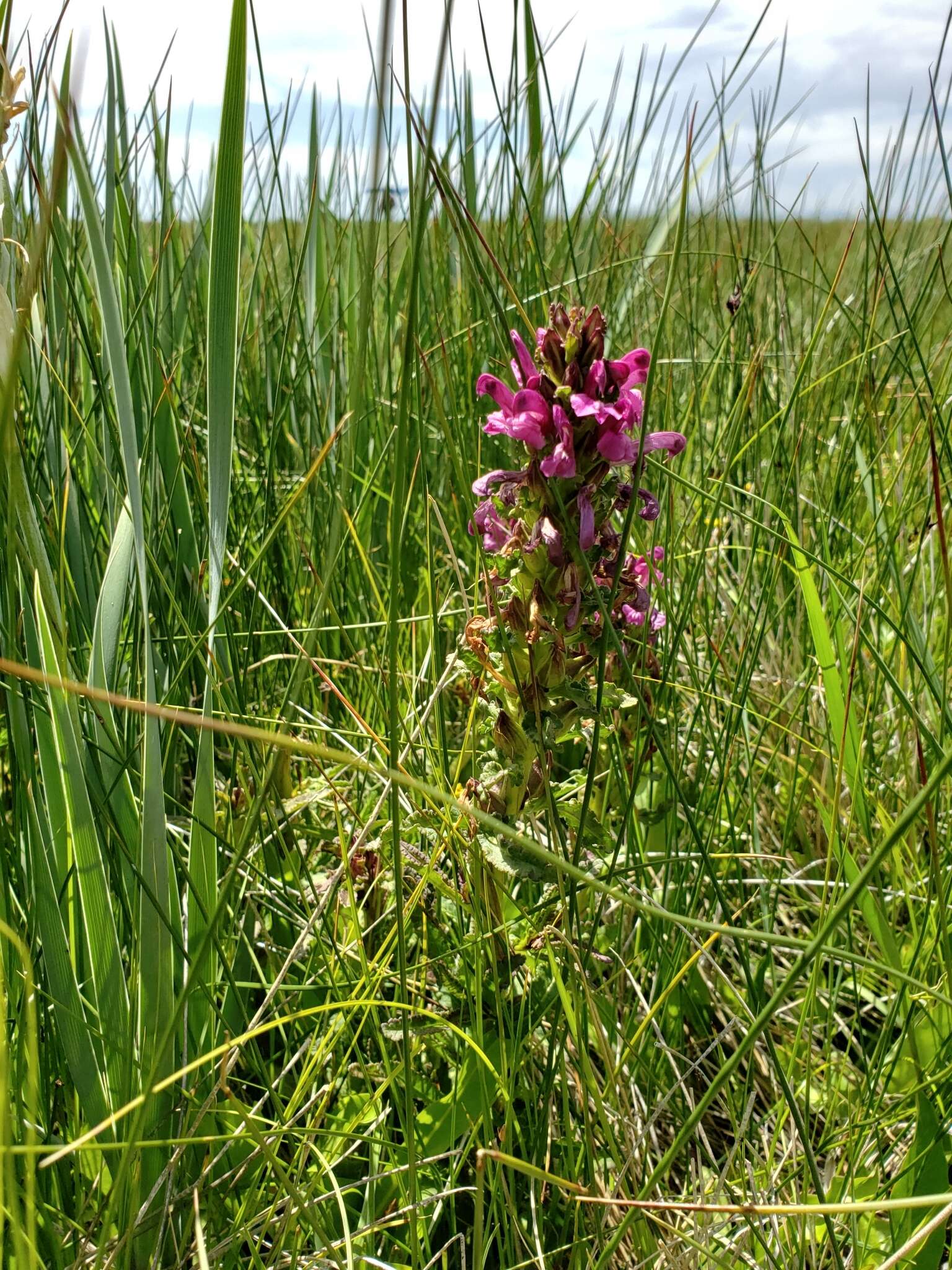 Image of Purple-Flower Lousewort