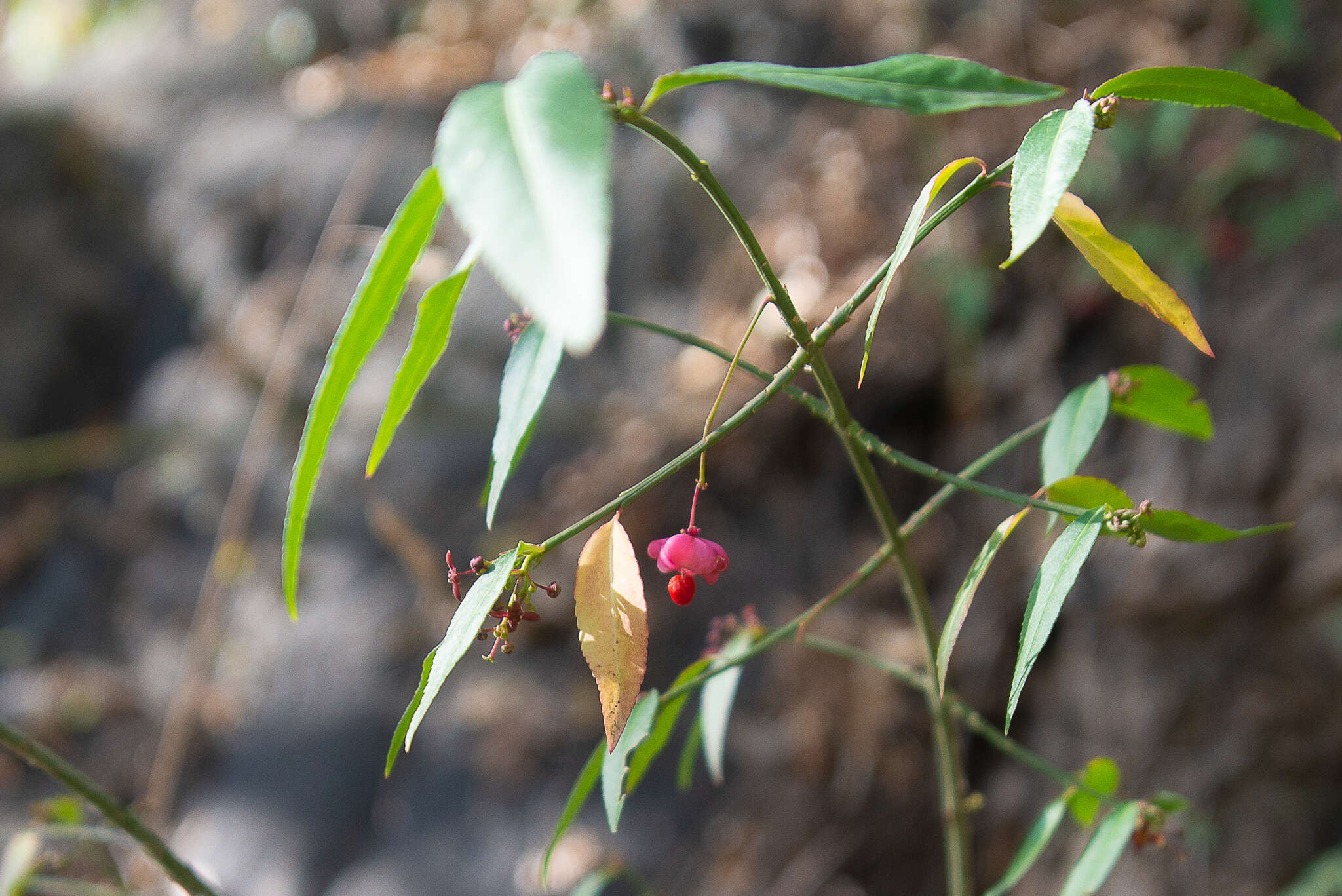 Image of Euonymus semenovii Regel & Herd.