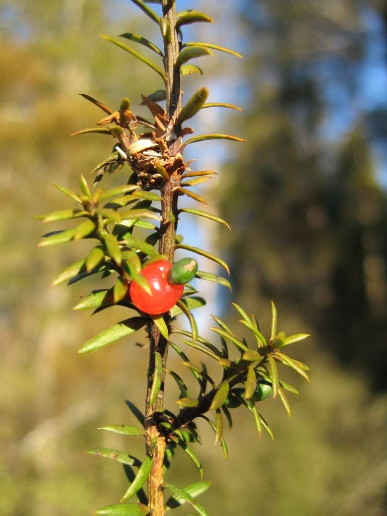 Podocarpus acutifolius Kirk resmi