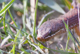 Image of White-lipped snake