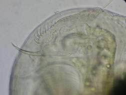 Image of Ceriodaphnia pulchella Sars 1862