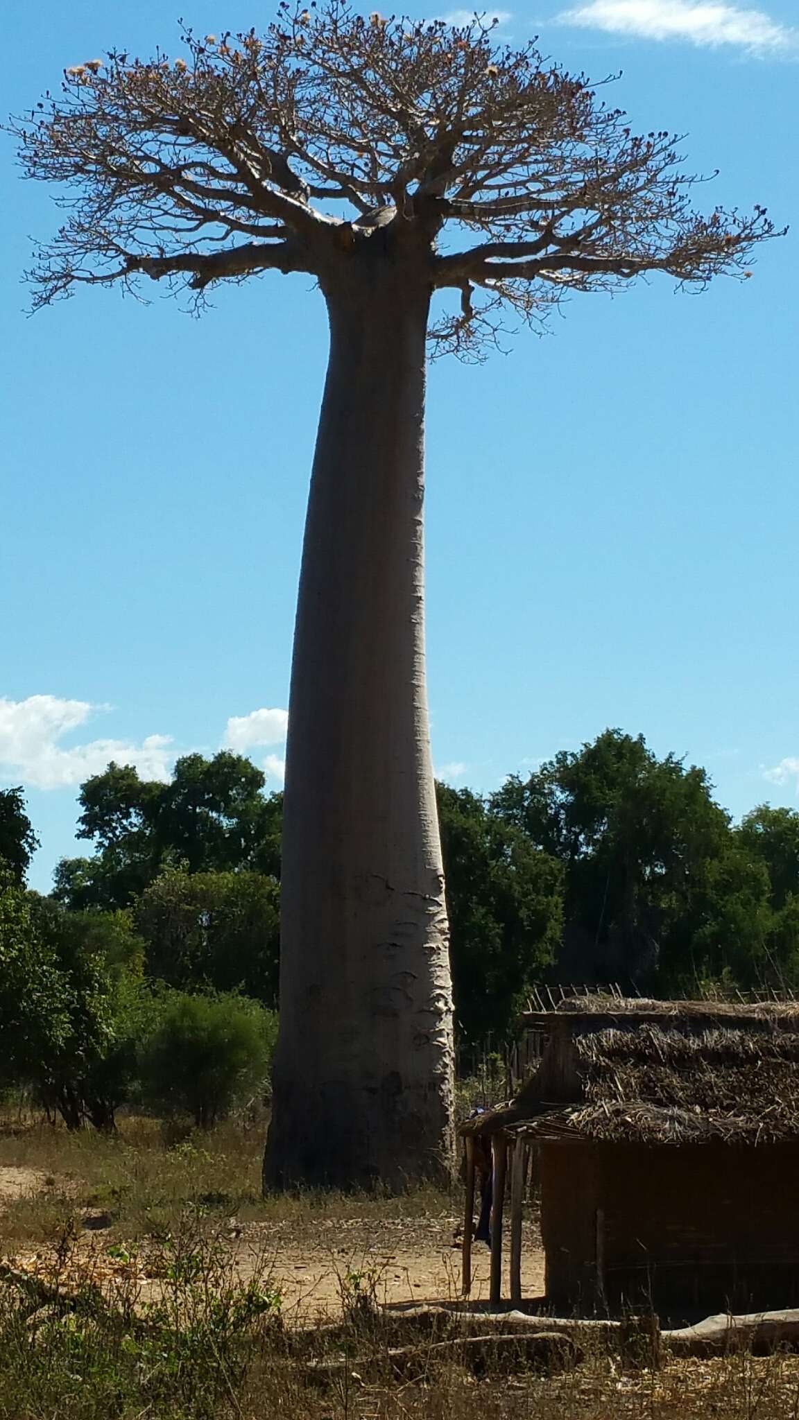 Image of Grandidier’s baobab