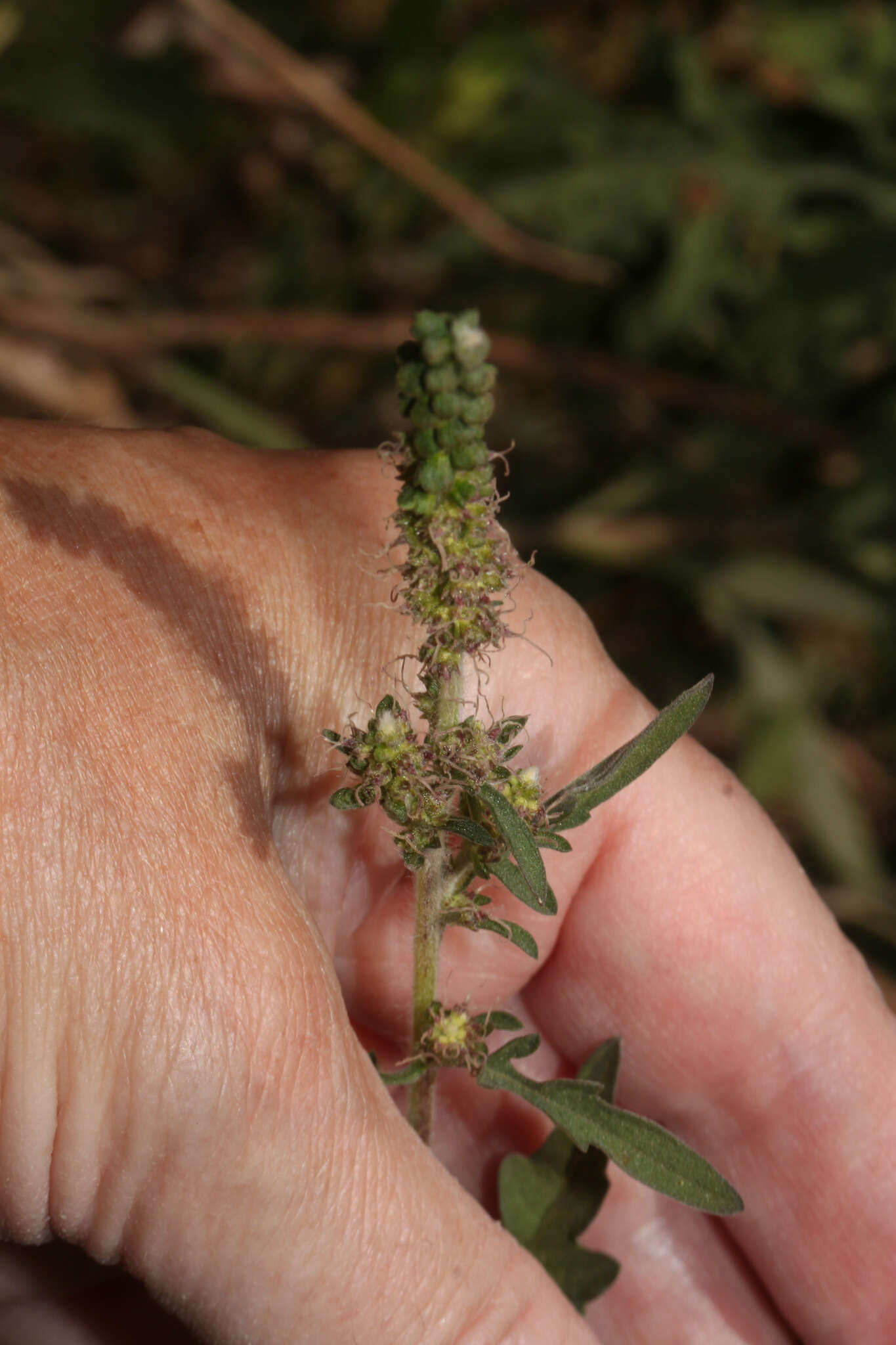 Image de Ambrosia peruviana Willd.