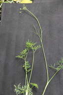Image of Lomatocarum alpinum (M. Bieb.) Fisch. & C. A. Mey.