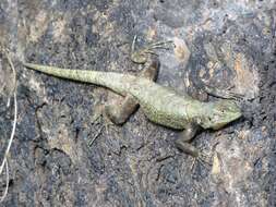 Image of Anahuacan Bunchgrass Lizard