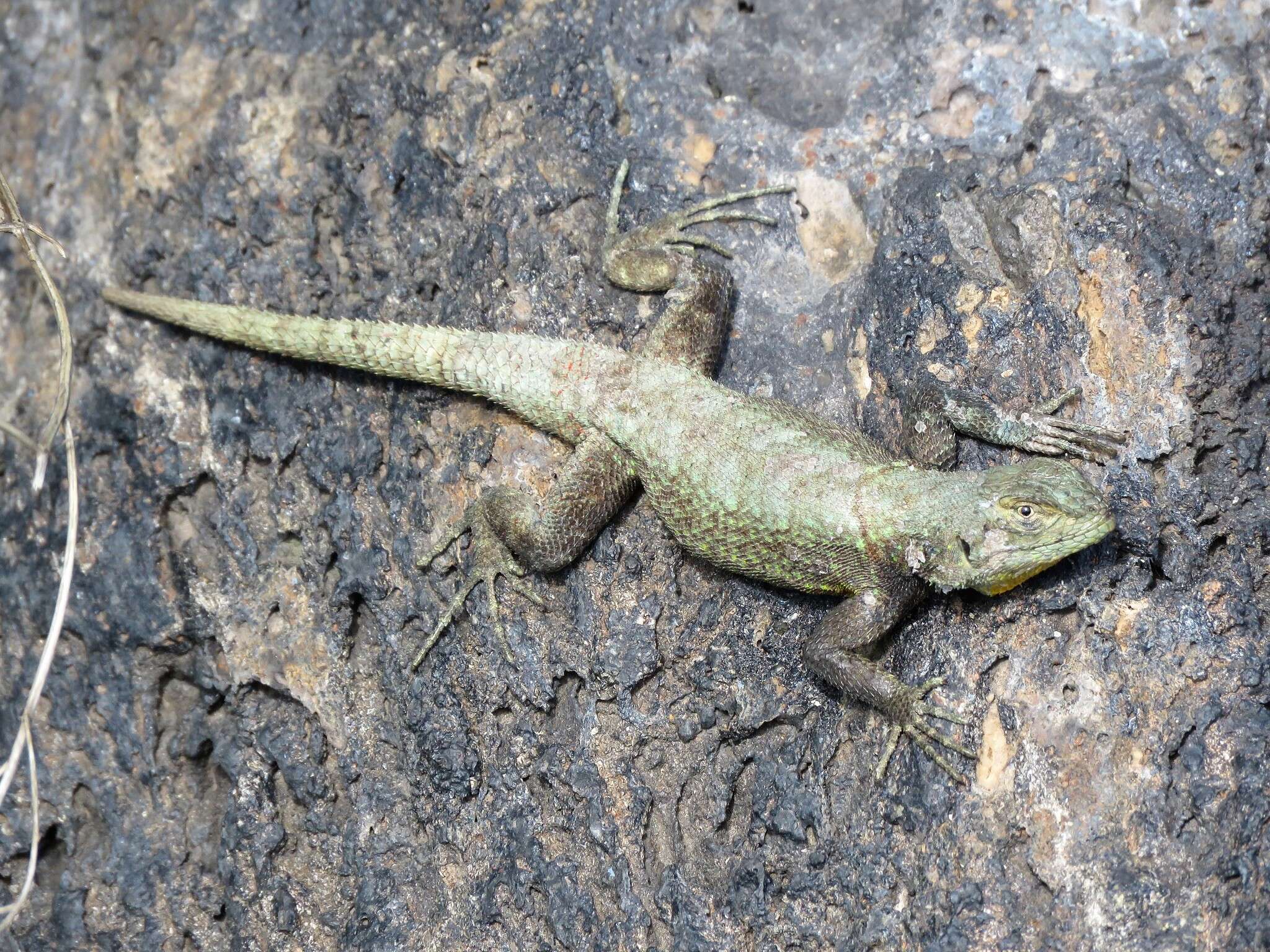 Image of Anahuacan Bunchgrass Lizard