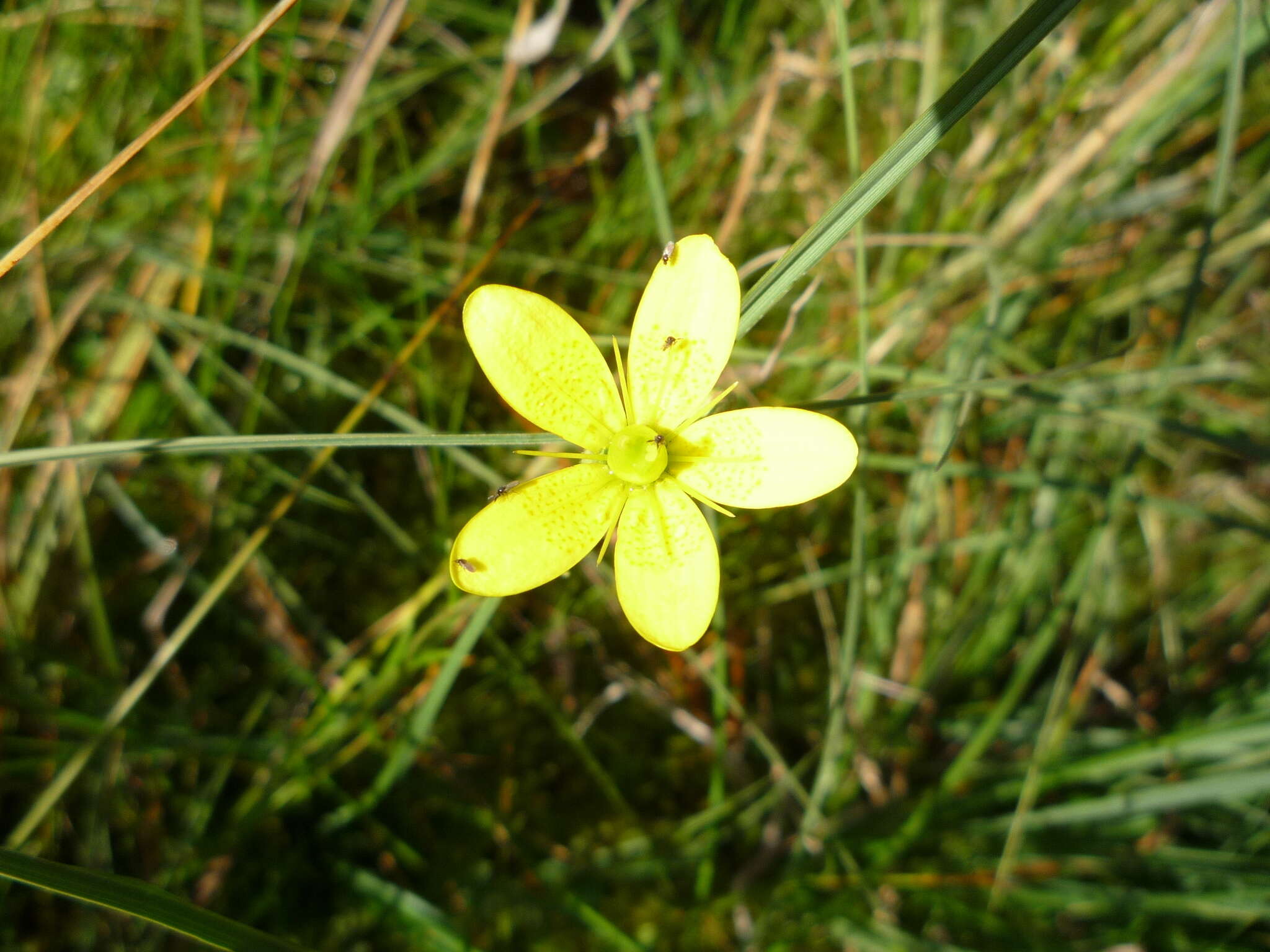 Saxifraga hirculus L. resmi