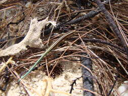 Image of Copper-tailed Skink