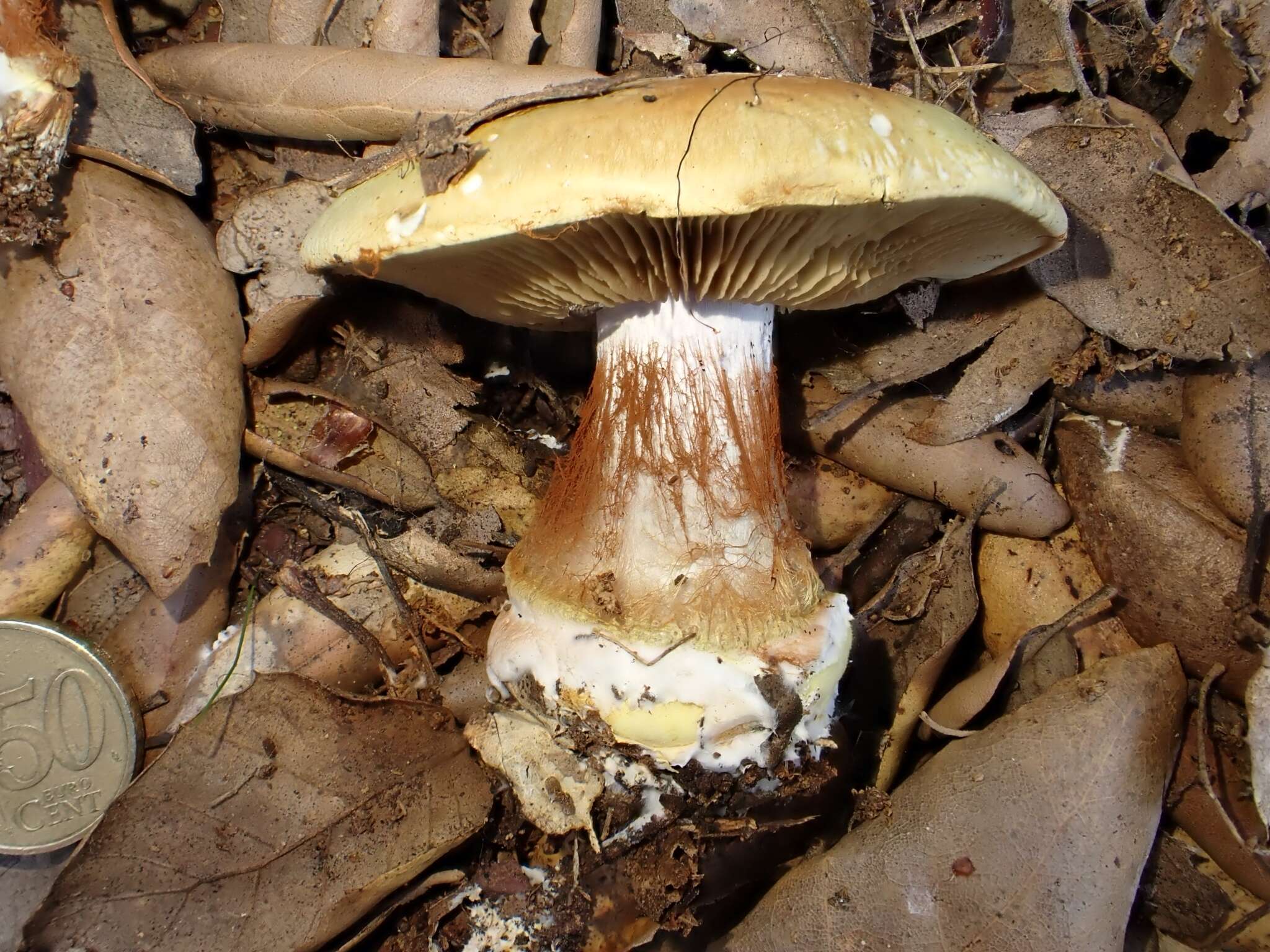 Image of Cortinarius cedretorum Maire 1914