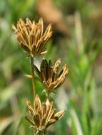 Imagem de Lomatium bicolor (S. Wats.) Coult. & Rose