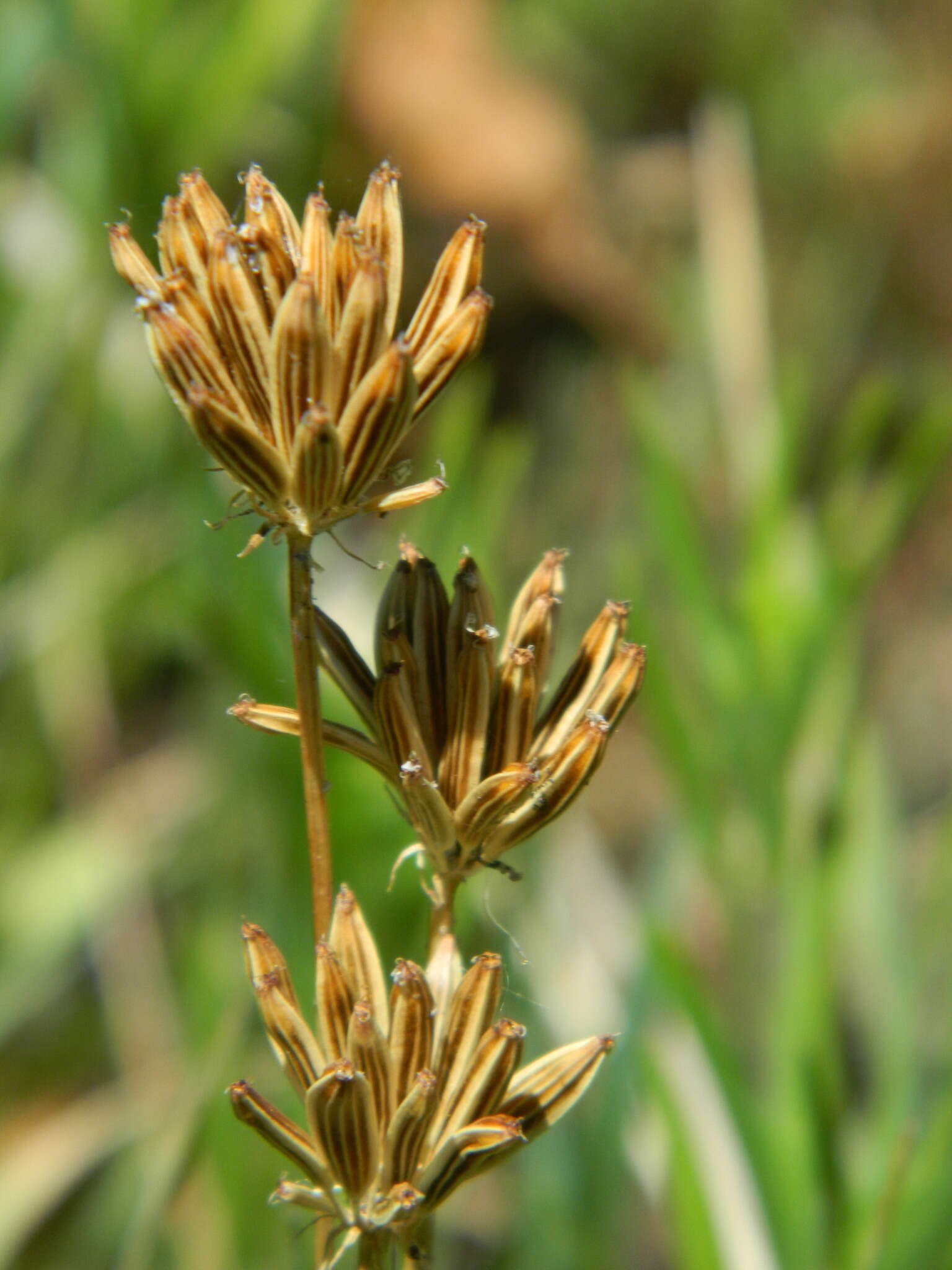 Image de Lomatium bicolor (S. Wats.) Coult. & Rose