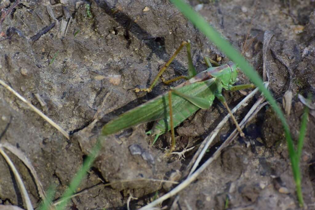 Image of Great green bushcricket