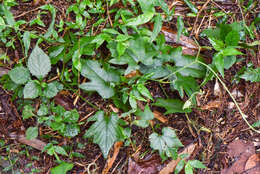 Image de Aristolochia cucurbitifolia Hayata