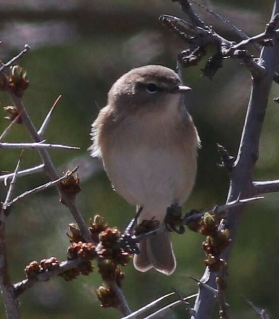 Image of Mountain Chiffchaff