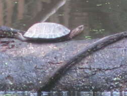 Image of Oldham’s Leaf Turtle