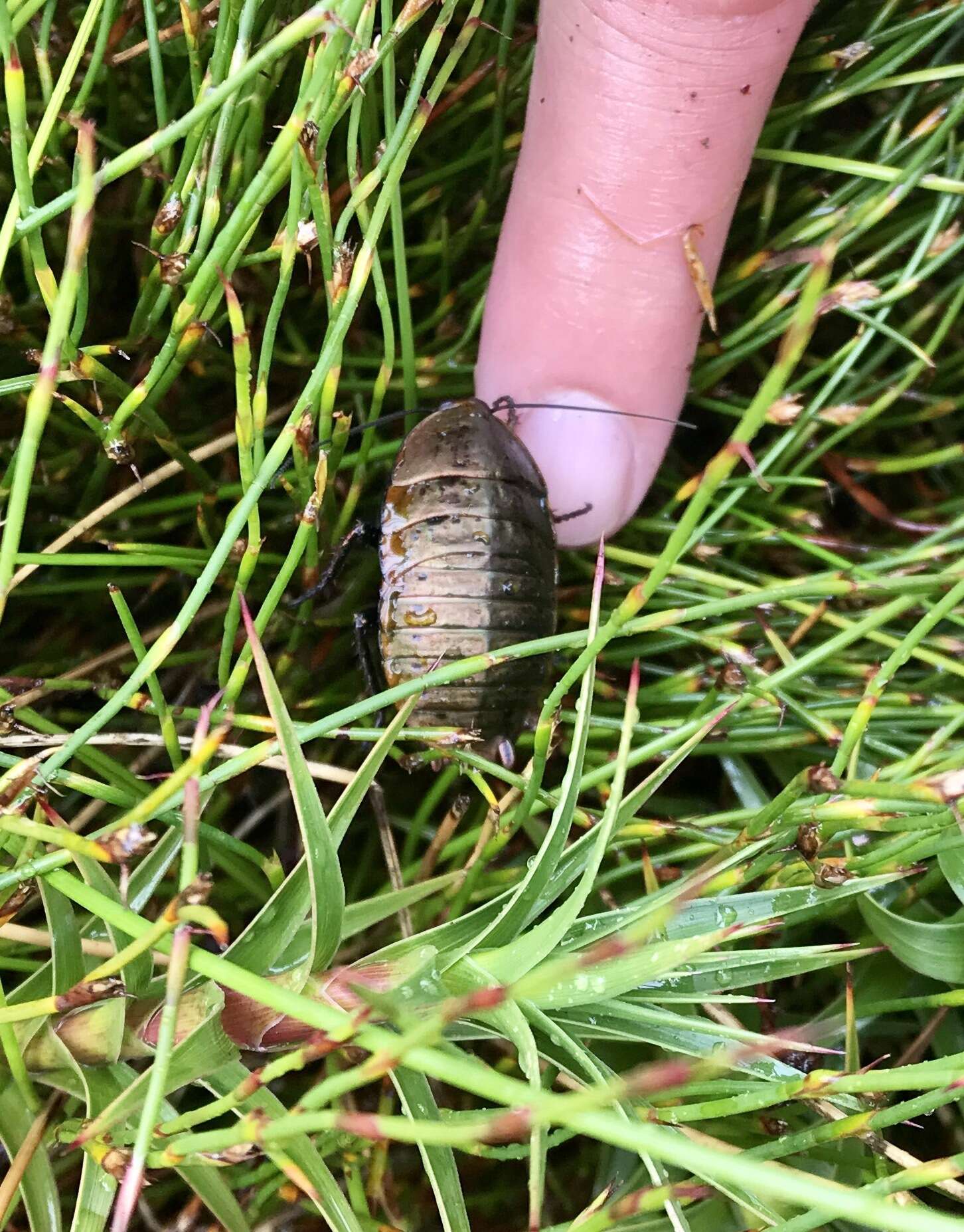 Image of Alpine metallic cockroach