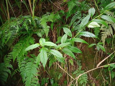 Plancia ëd Lobelia montana Reinw. ex Blume