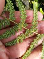 Image of Woodsia mollis (Kaulf.) J. Sm.