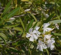 Image of Oleander