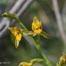 Image of Chloraea bidentata (Poepp. & Endl.) M. N. Correa