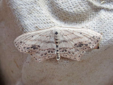 Image of Frosted Tan Wave Moth