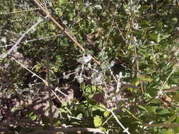 Image of Condea laniflora (Benth.) Harley & J. F. B. Pastore