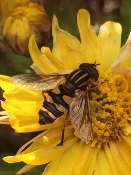 Image of Helophilus fasciatus Walker 1849