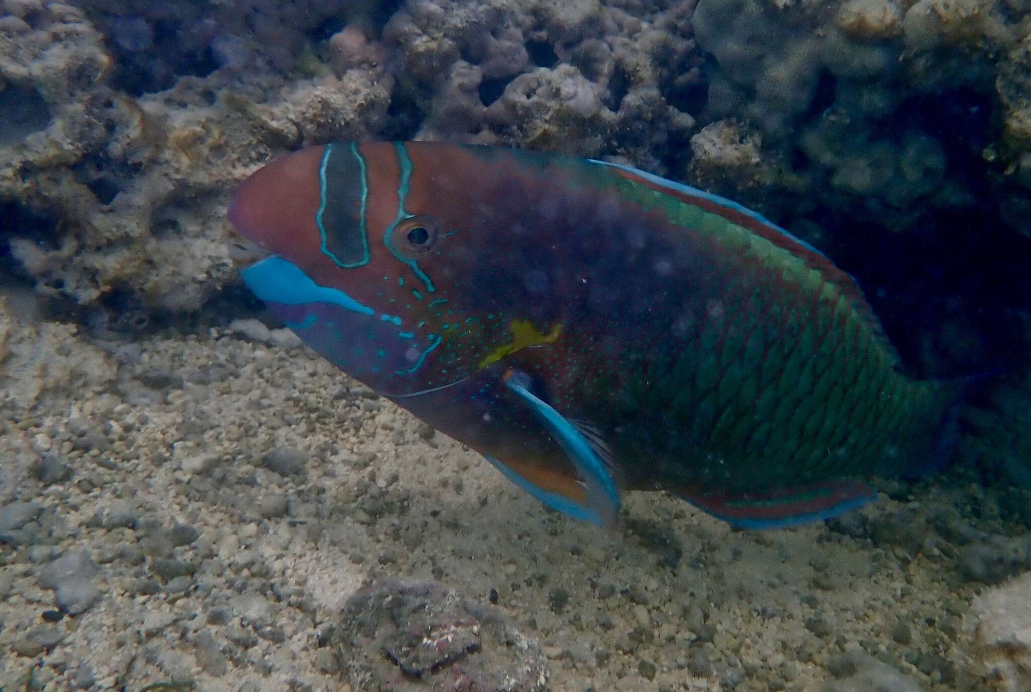 Chlorurus perspicillatus (Steindachner 1879) resmi