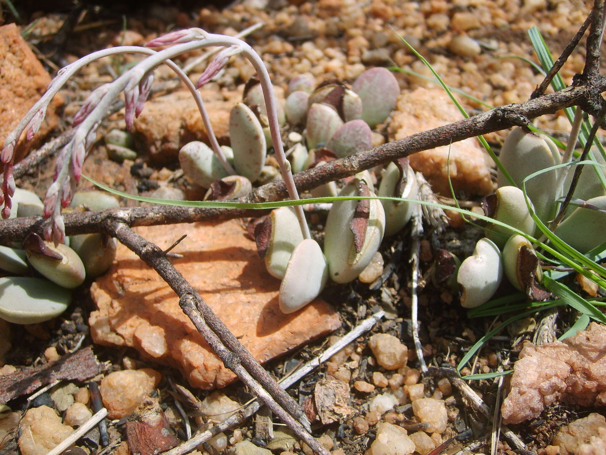 Image of Adromischus umbraticola C. A. Smith