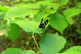 Image of Amata nigricornis Alphéraky 1883