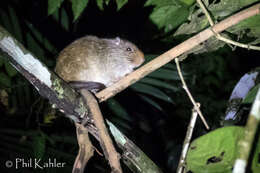 Image of Amazon Bamboo Rat