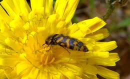 Image of Acmaeodera quadrifasciata prunneri Spinola 1838