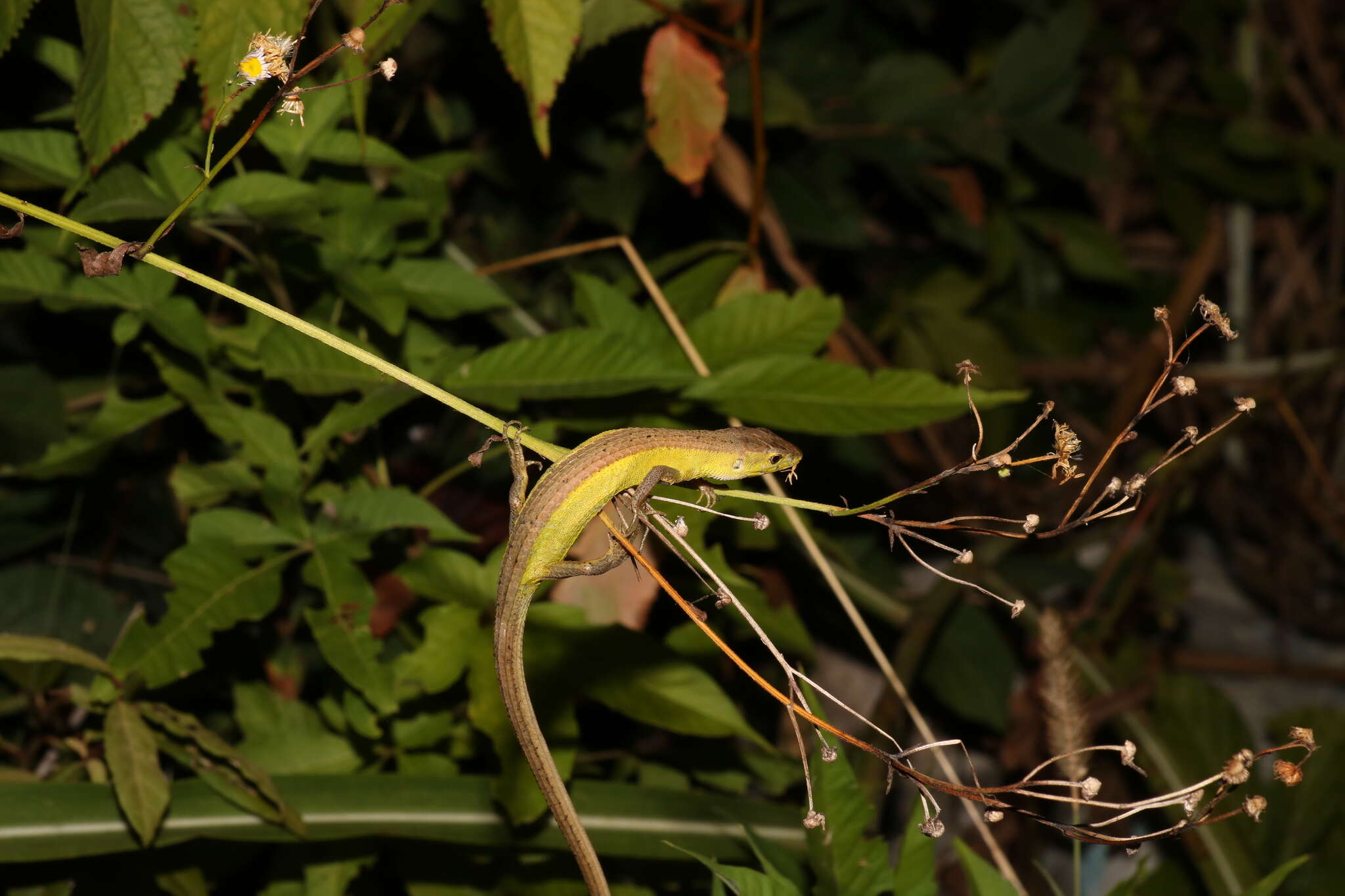 Image of China Grass Lizard