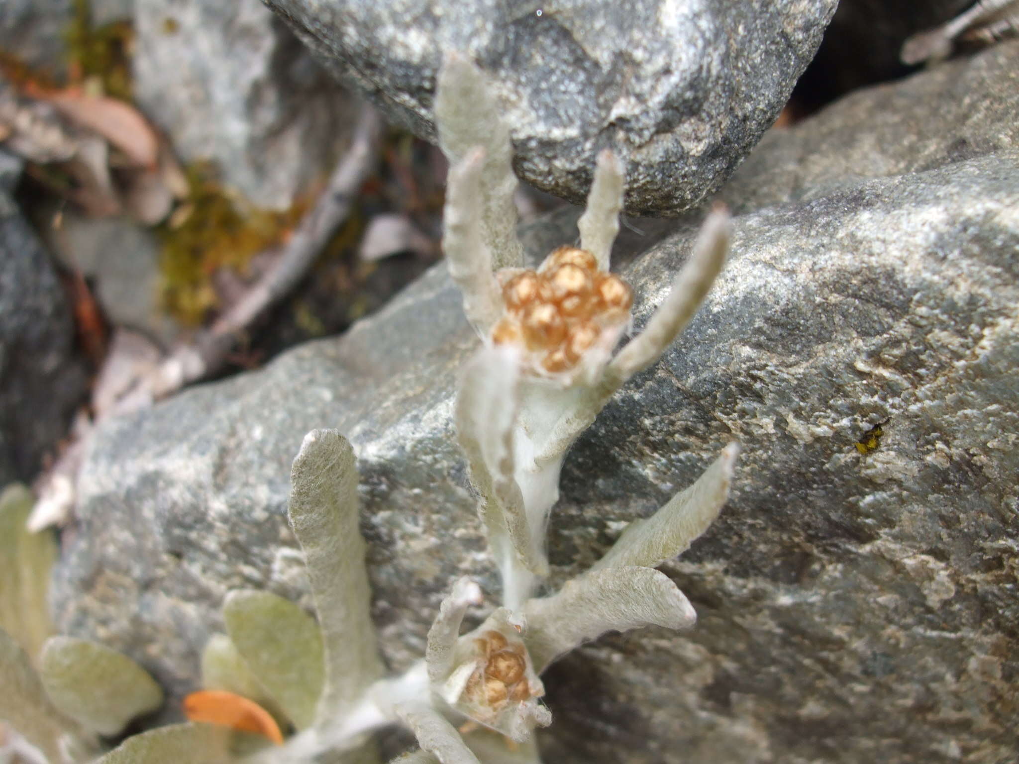 Image of Jersey cudweed