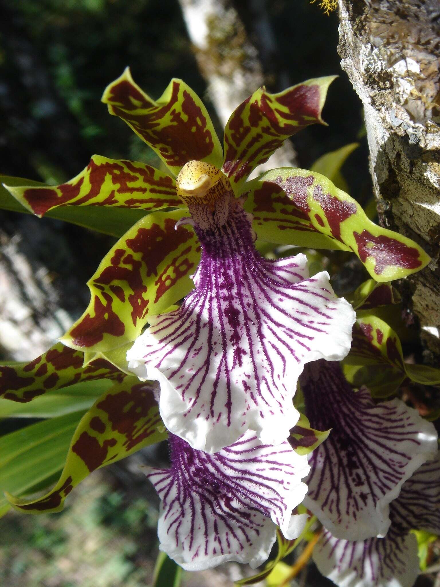 Image of orchid