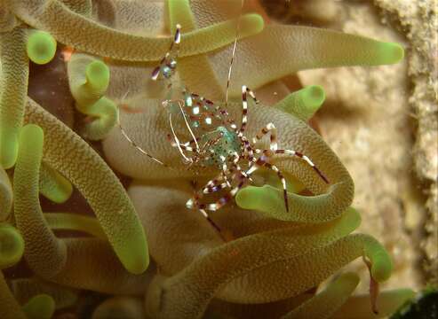 Image of Spotted cleaner shrimp