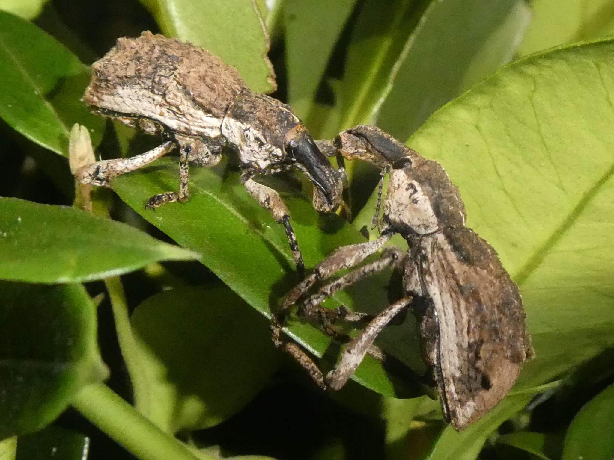 Image of Ngaio weevil