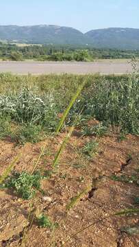 Image of wild einkorn