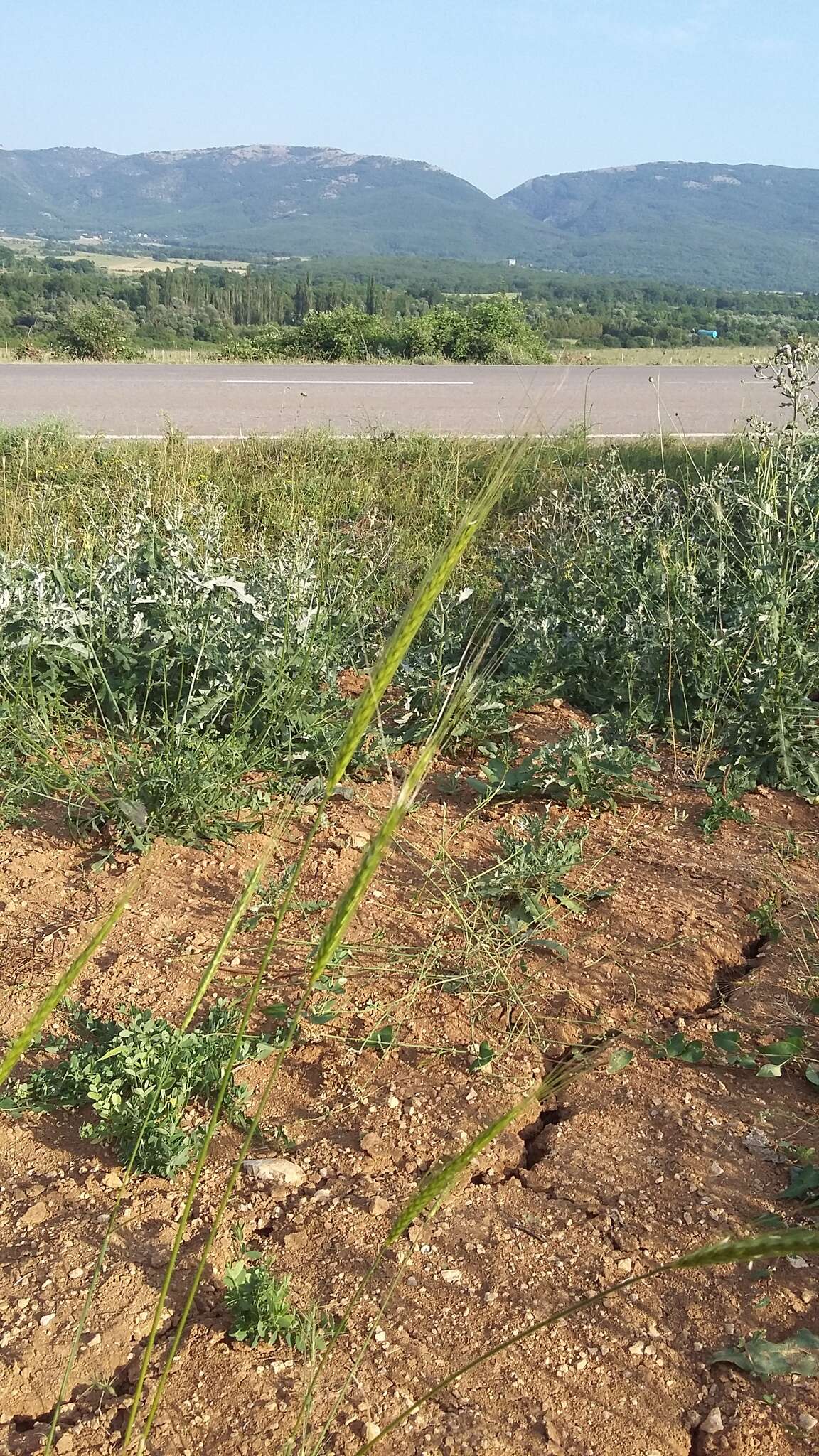 Слика од Triticum monococcum subsp. aegilopoides (Link) Thell.